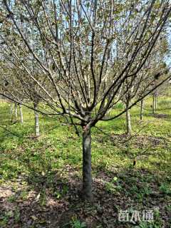 10公分绚丽海棠