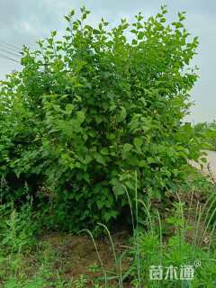 高度200厘米丛生丁香