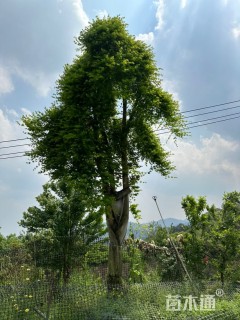 高度1500厘米映山红