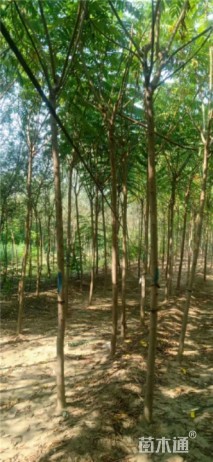 6公分火炬树