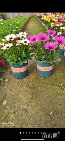 高度20厘米南非万寿菊