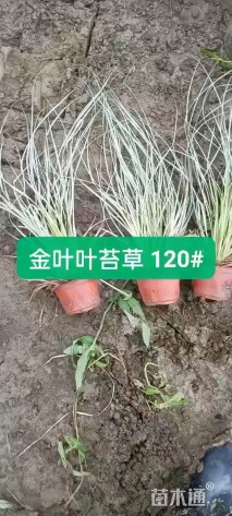 高度35厘米金叶苔草