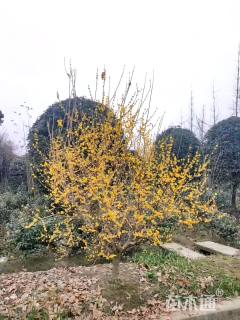 高度300厘米蜡梅