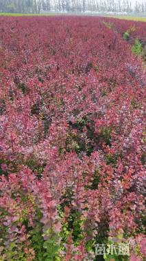 高度40厘米红叶小檗