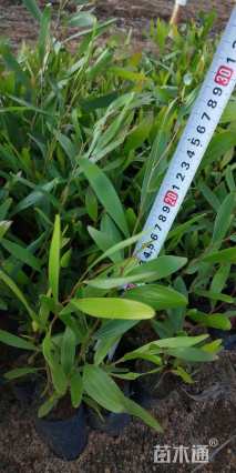 1公分台湾相思树