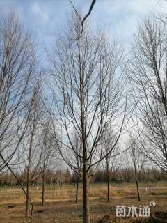 12公分欧洲小叶椴