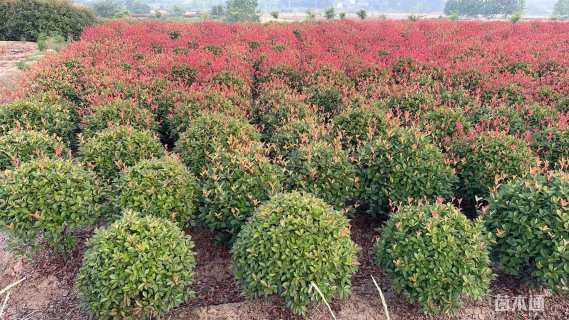 冠幅100厘米红叶石楠球