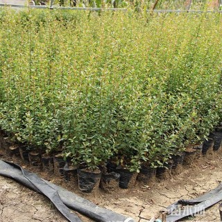 高度35厘米火棘