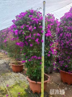 高度1厘米三角梅