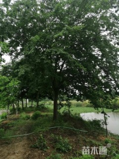 25公分榉树