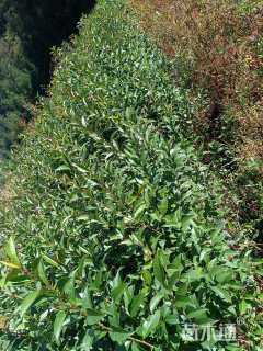 高度30厘米大叶女贞小苗