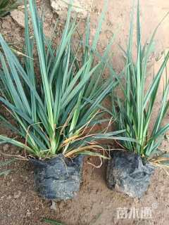 高度20厘米崂峪苔草