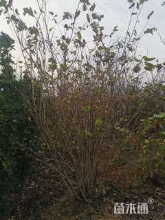 高度100厘米丛生紫荆