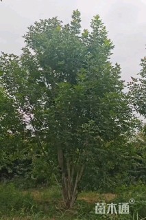 高度600厘米丛生白蜡