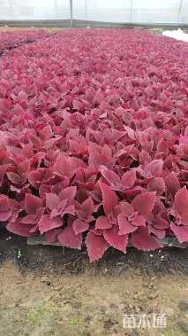 高度6厘米彩叶草