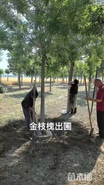 12公分金枝槐