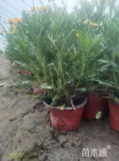 高度30厘米黄金菊