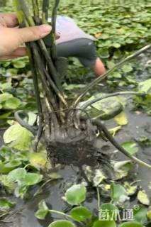 高度20厘米睡莲