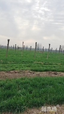 10公分栾树
