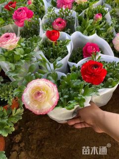 高度30厘米波斯毛茛