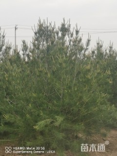 高度2500厘米白皮松