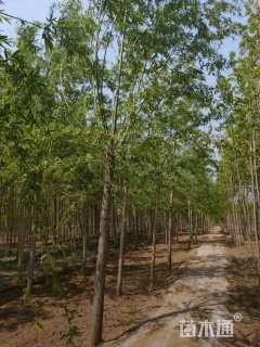 12公分柳树