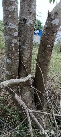 30公分红果冬青