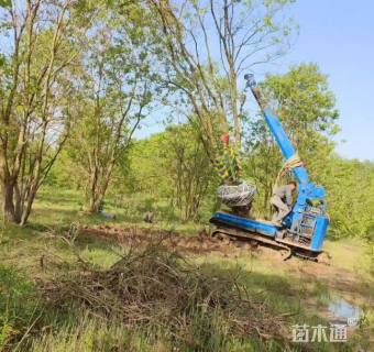 35公分(3杆)丛生乌桕