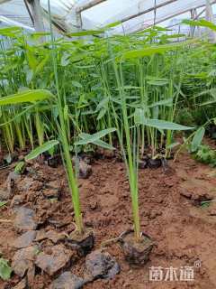 高度30厘米再力花