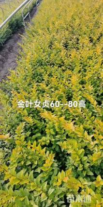 高度50厘米金叶女贞
