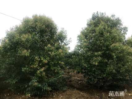 15公分大叶女贞