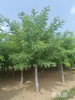 16公分刺槐
