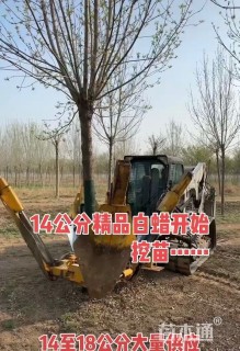 15公分白蜡