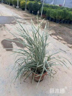 高度40厘米花叶燕麦草