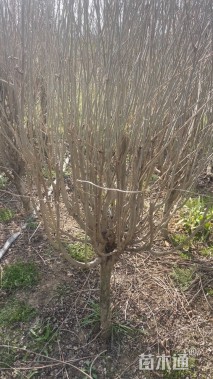 高度300厘米木槿