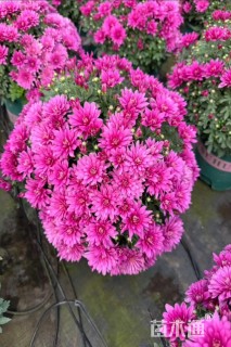 高度40厘米球菊