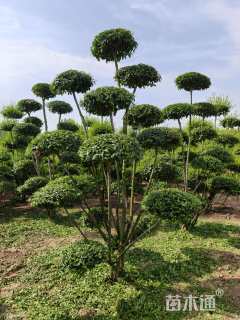 10公分造型小叶女贞