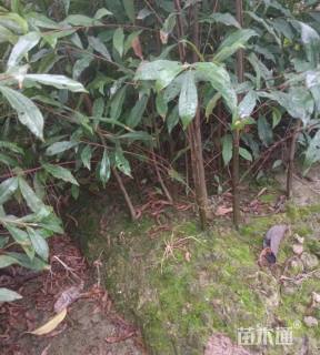 高度40厘米杜英小苗