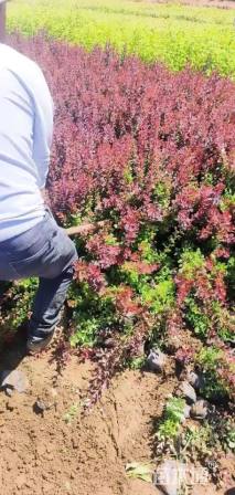 高度50厘米红叶小檗