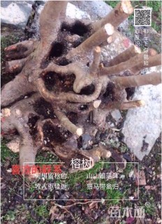 高度40厘米茶树