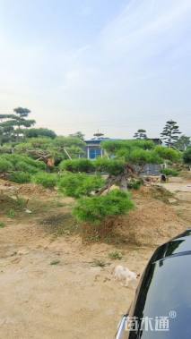 18公分造型油松