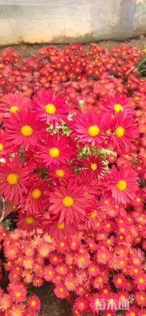 高度30厘米国庆菊