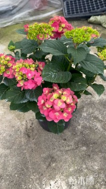 高度50厘米圆锥绣球