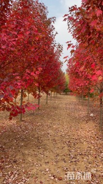 5公分美国红枫-红冠