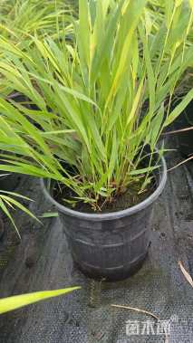 高度30厘米香根草