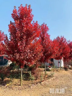 7公分美国红枫-红冠