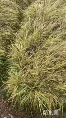 高度20厘米金叶苔草