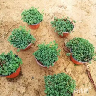 高度25厘米中华景天