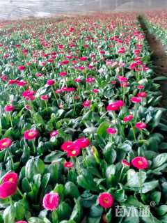 高度15厘米雏菊