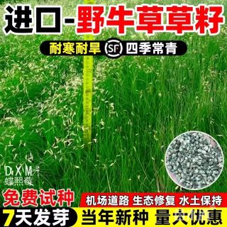 野牛草种子